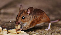 24 Hour & Emergency Exterminators in Boyden, IA